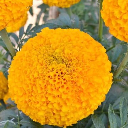 African Marigold Flower seeds Orange — Heirloom, Non-GMO seed pack | Native Indian Organics