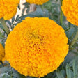 African Marigold Flower seeds Orange — Heirloom, Non-GMO seed pack | Native Indian Organics