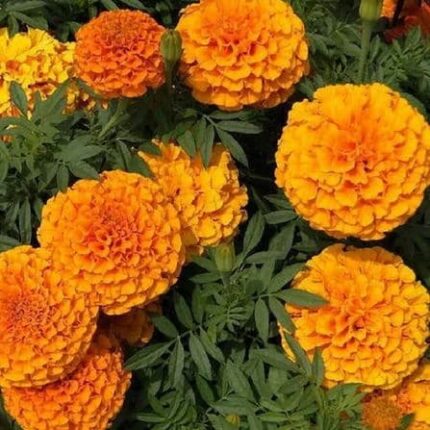 African Marigold Flower Seeds Orange - High Germination organi seeds | Native Indian Organics