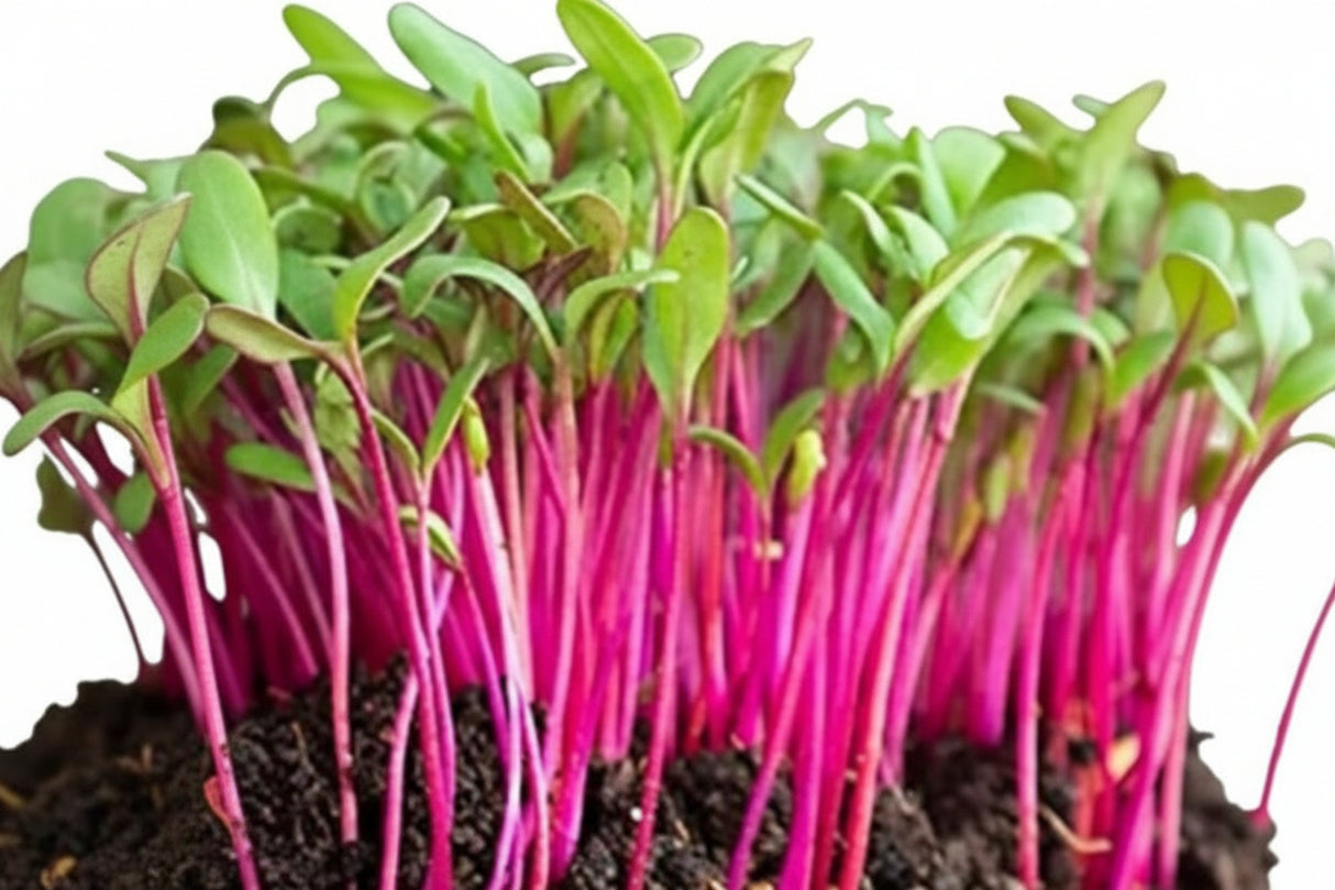 Beetroot Microgreen seeds 100g — Tender, Nutrient-dense seed pack | Native Indian Organics