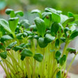 Fenugreek (Methi) Microgreens Seeds 100g — Organic, Fast-growing seed pack | Native Indian Organics