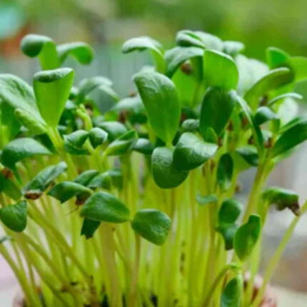 Fenugreek (Methi) Microgreens Seeds 100g — Organic, Fast-growing seed pack | Native Indian Organics