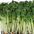 Spinach (Palak) Microgreens Seeds 100g — Organic, High germination seed pack | Native Indian Organics