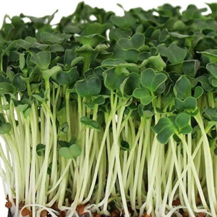 Spinach (Palak) Microgreens Seeds 100g — Organic, High germination seed pack | Native Indian Organics