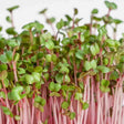 Red Radish Microgreens Seeds 100g โ High germination, Non-GMO seed pack | Native Indian Organics