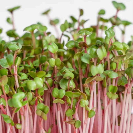 Red Radish Microgreens Seeds 100g — High germination, Non-GMO seed pack | Native Indian Organics