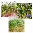 Microgreen Combo pack of 3 Each 50g Easy grow seeds