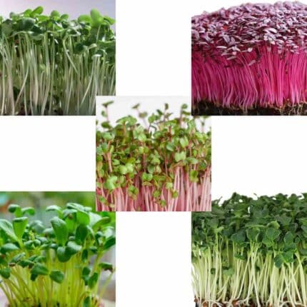 Microgreens Seeds combo pack of 5 pack of 5 — Fast-growing, Heirloom seed pack | Native Indian Organics