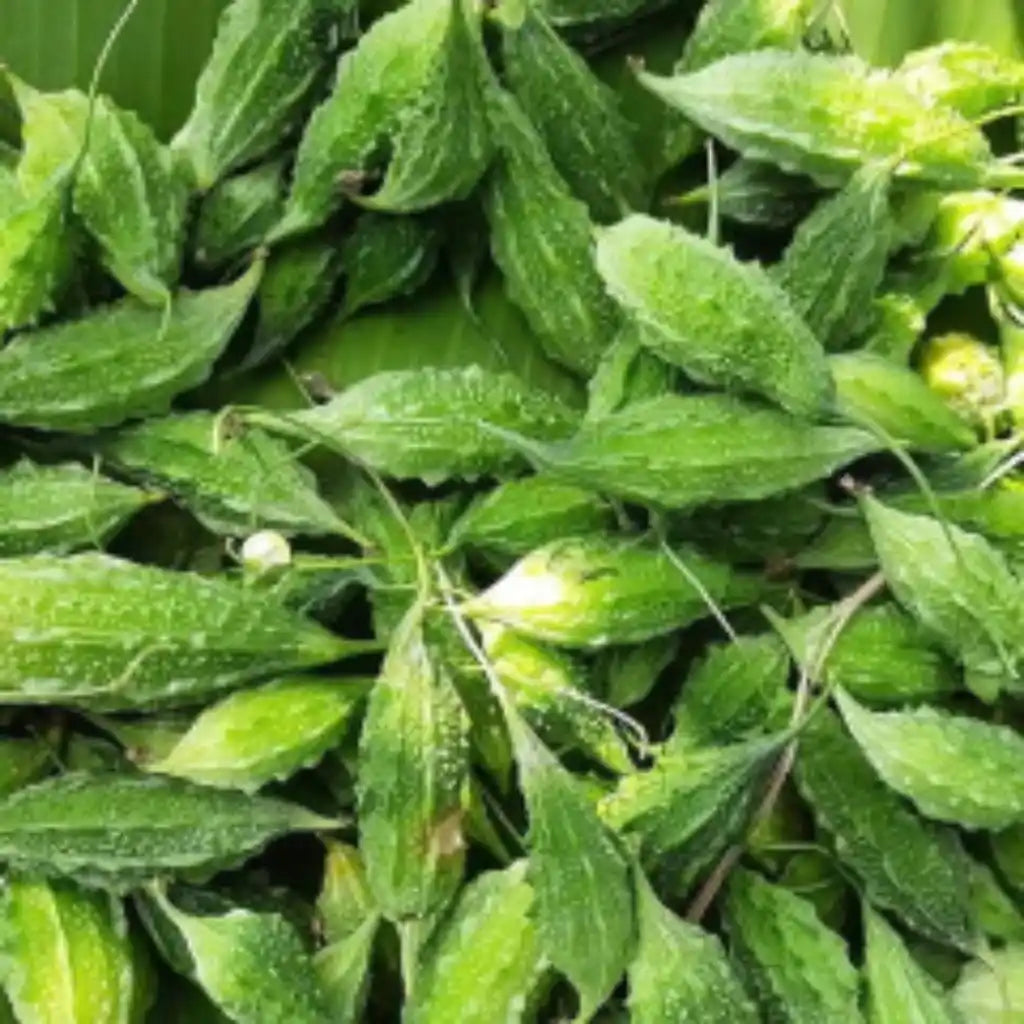 midhi-paagal-seeds