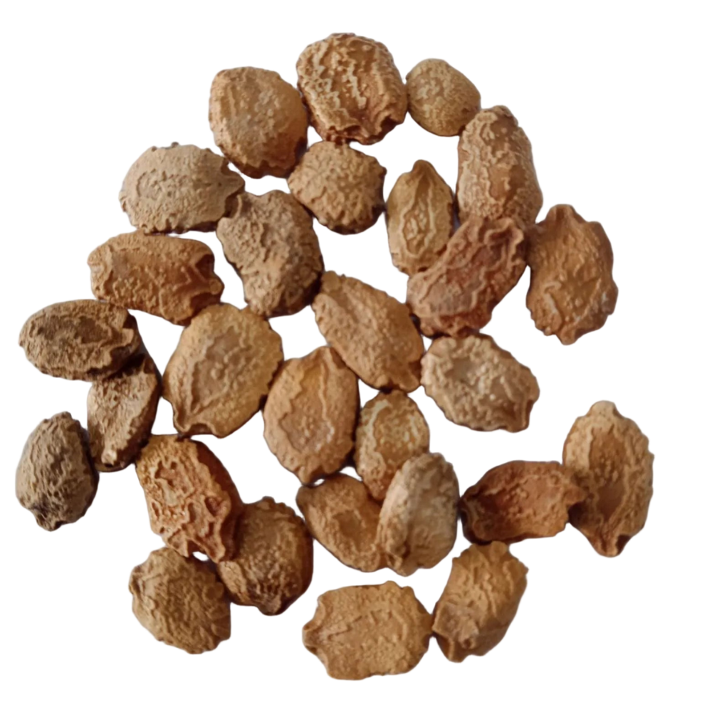 Midhi Paagal Bitter Gourd — Organic, High germination seeds | Native Indian Organics