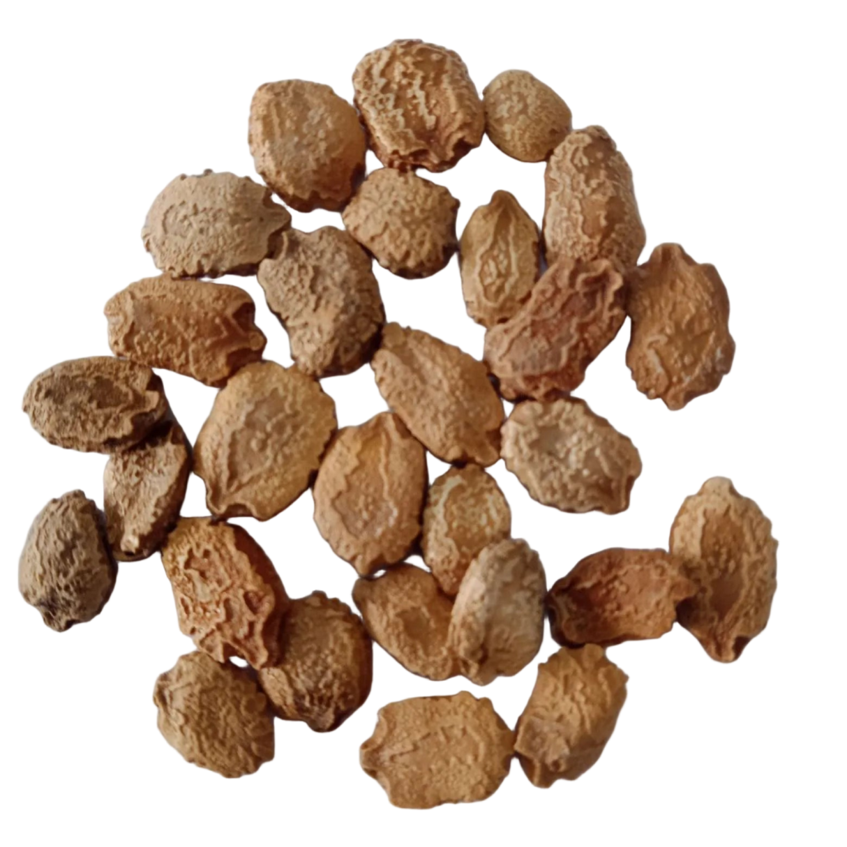 Midhi Paagal Bitter Gourd — Organic, High germination seeds | Native Indian Organics