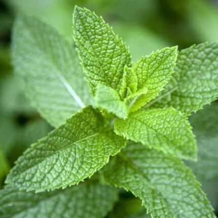 Mint Herb Seeds — Premium quality, Durable | Native Indian Organics