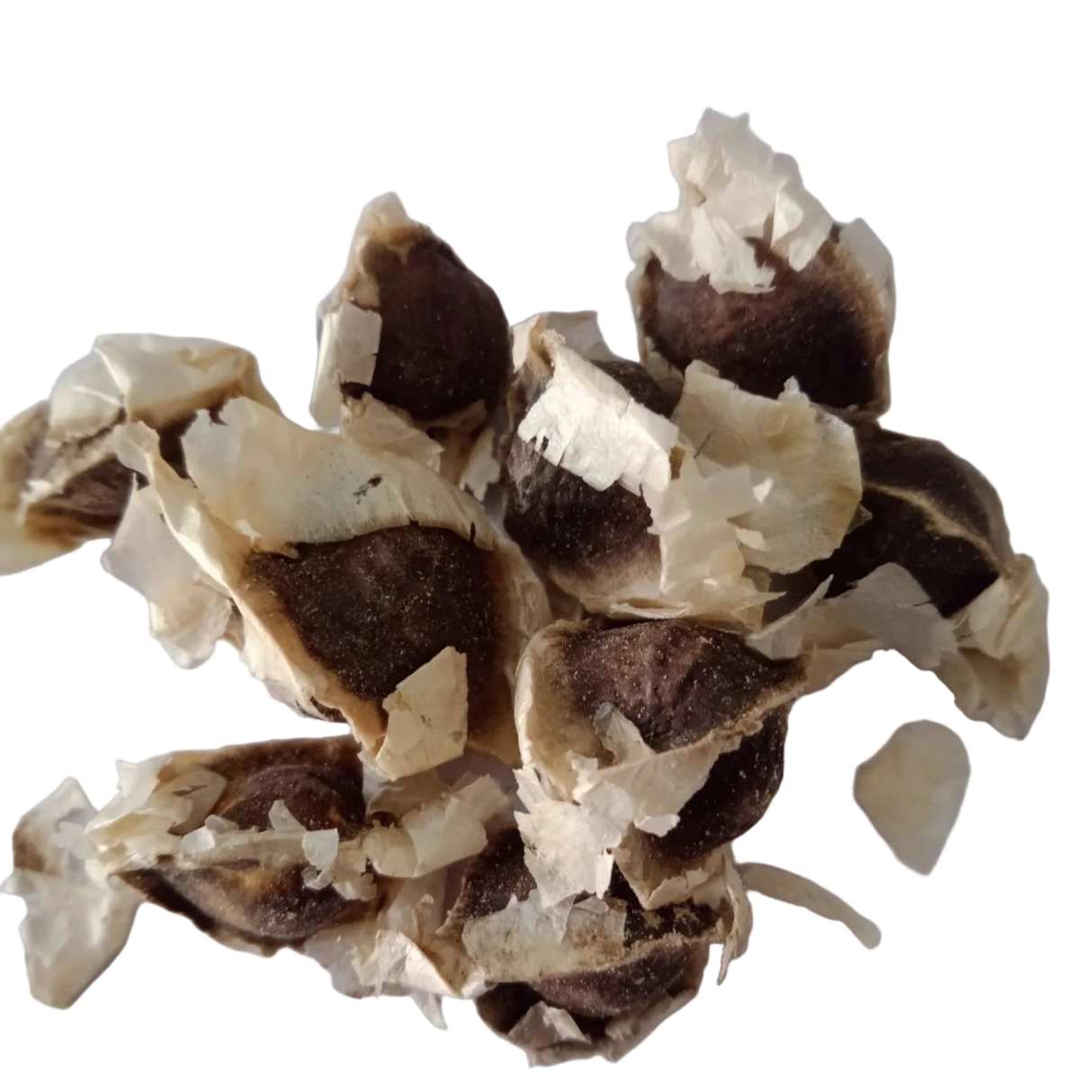 Moringa Seeds (Drumstick) - Fast Grwoing and Organic Seeds| Native Indian Organics