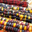 Multicolor Corn Seeds — Aromatic, Tender seed pack | Native Indian Organics