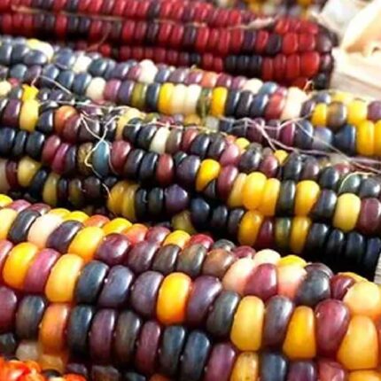 Multicolor Corn Seeds — Aromatic, Tender seed pack | Native Indian Organics