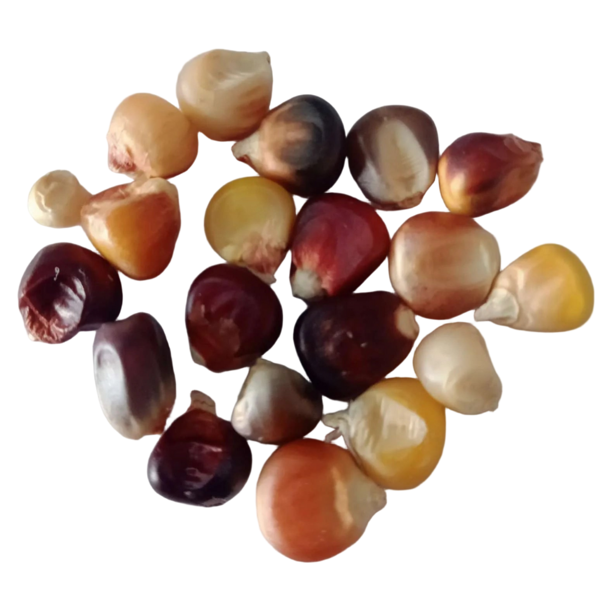 Multicolor Corn Seeds - Organic , Non-GMO seeds with High Germination | Native Indian Organics