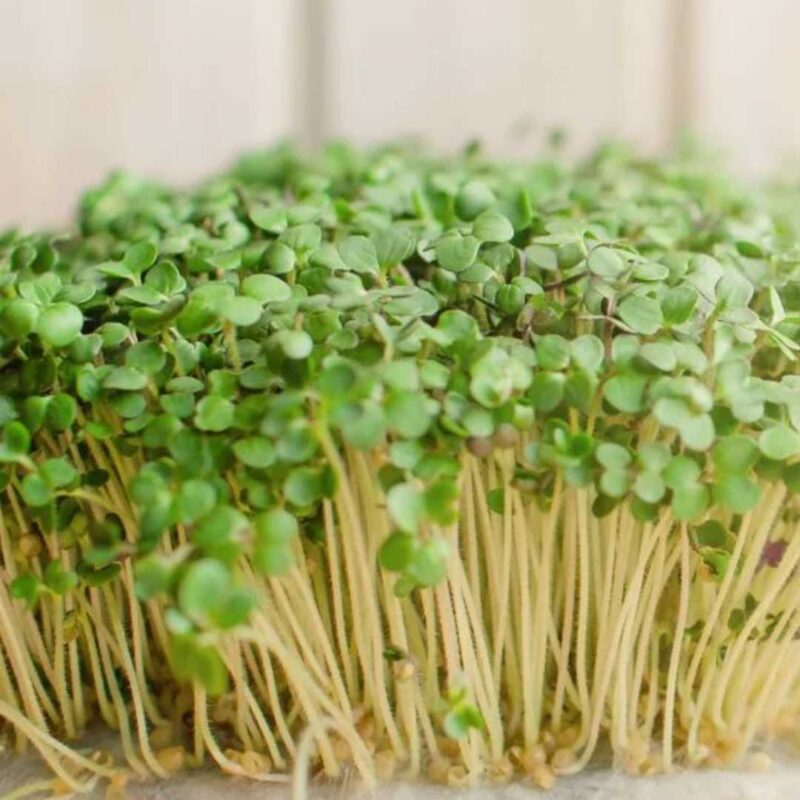 Mustard Microgreens seeds 100g — Native, Tender seed pack | Native Indian Organics