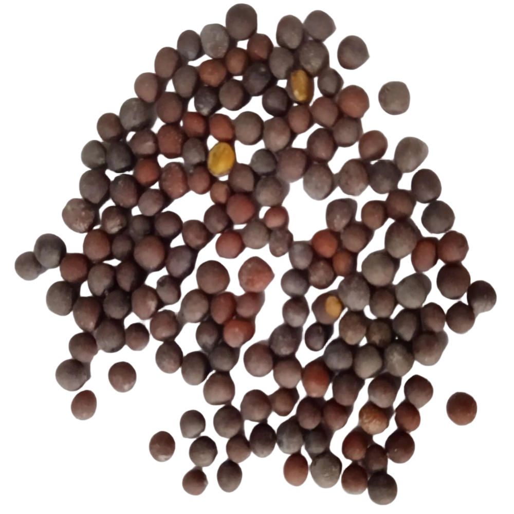 Mustard Seeds