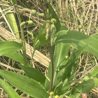 Job’s Tears Seeds (Nerpavalam / Adlay)