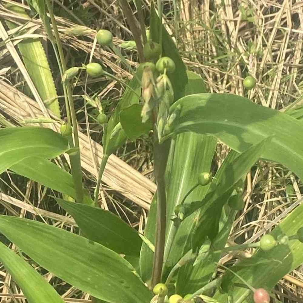 Job’s Tears Seeds (Nerpavalam / Adlay)