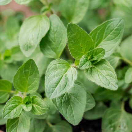 Oregano Herb Seeds — Native, Aromatic seed pack | Native Indian Organics