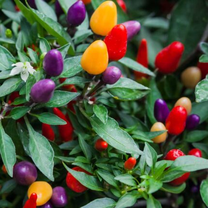 Ornamental Chilli Mix seeds — Tender, Nutrient-dense seed pack | Native Indian Organics