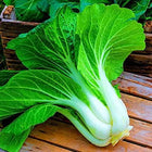 Pak Choi seeds — Crisp, Organic seed pack | Native Indian Organics