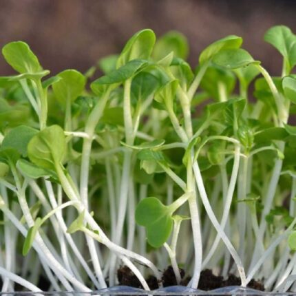 Pak Choi Microgreens seeds 50g — Organic, High germination seed pack | Native Indian Organics
