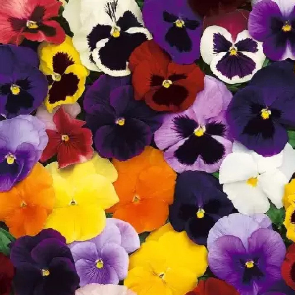 Pansy Swiss Giant Flower Seeds Mix