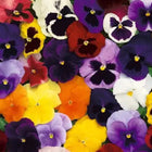 Pansy Swiss Giant Flower Seeds Mix