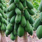 Papaya Red Lady F1 seeds — Non-GMO, Aromatic seed pack | Native Indian Organics
