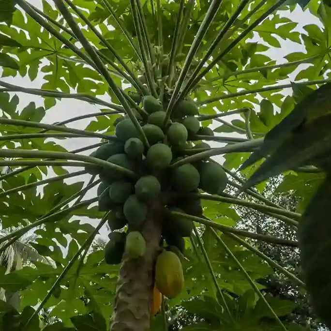 Native Papaya tree Seeds — | Native Indian Organics