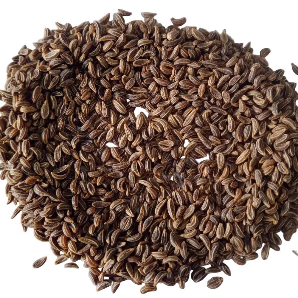 Parsley seeds - Organic , Fresh leafy vegetable seeds with High Germination | Native Indian Organics