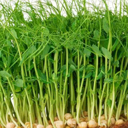 Peas Microgreens seeds 100g — Crisp, Organic seed pack | Native Indian Organics