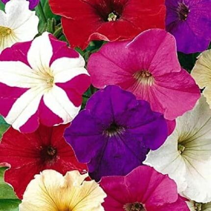 Petunia Flower Seeds Mix — Fast-growing, Heirloom seed pack | Native Indian Organics