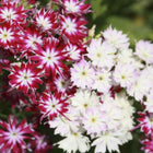 Phlox Twinkle star Mix seeds — Nutrient-rich, Peat-free | Native Indian Organics