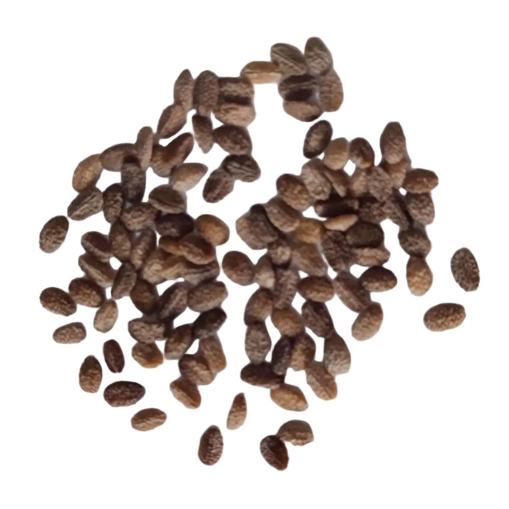 Phlox Twinkle star Mix seeds - Organic, Best Quality and Vibrant Flower seeds with High Germination | Native Indian Organics