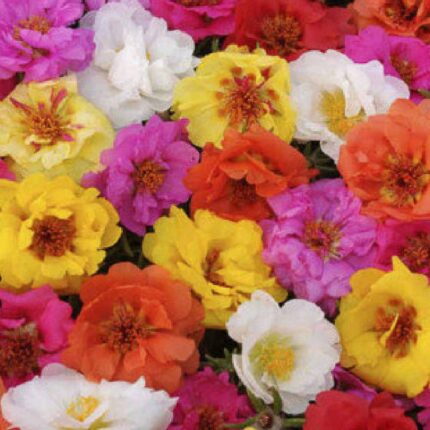 Portulaca Double Mix seeds — Tender, Nutrient-dense seed pack | Native Indian Organics