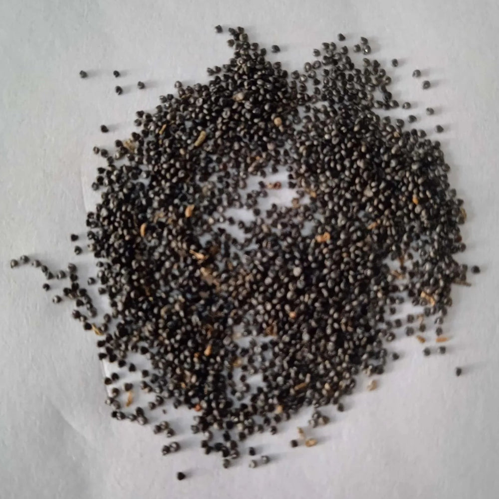 Mixed seeds of Portulaca Flower - High Germinated , Non-GMO Flower Seeds | Native Indian Organics