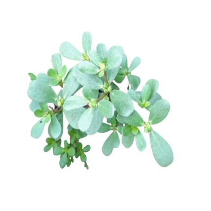 Purslane Spinach Seeds — Organic, High germination seed pack | Native Indian Organics