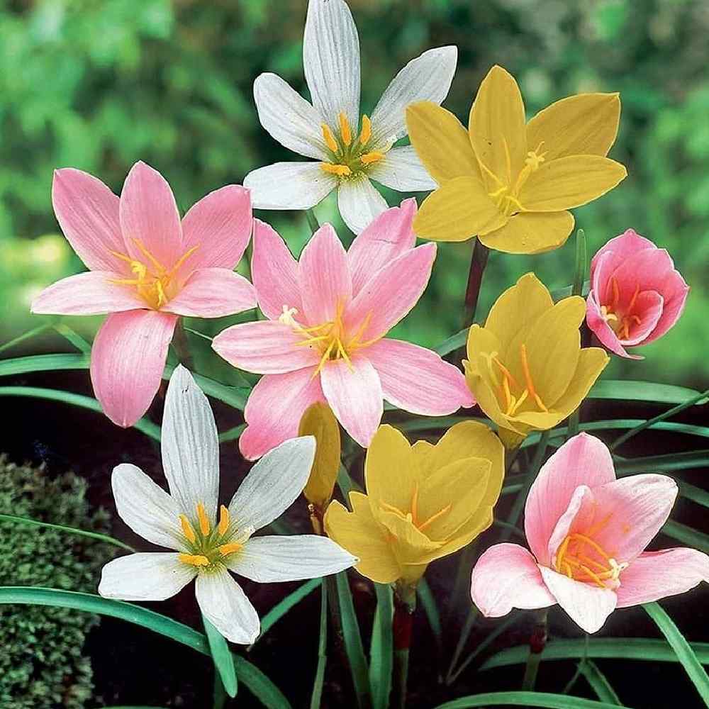 Rain Lily Bulbs set of 5
