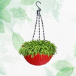Hanging Baskets Ratan designer set of 4 — Sturdy, Breathable | Native Indian Organics