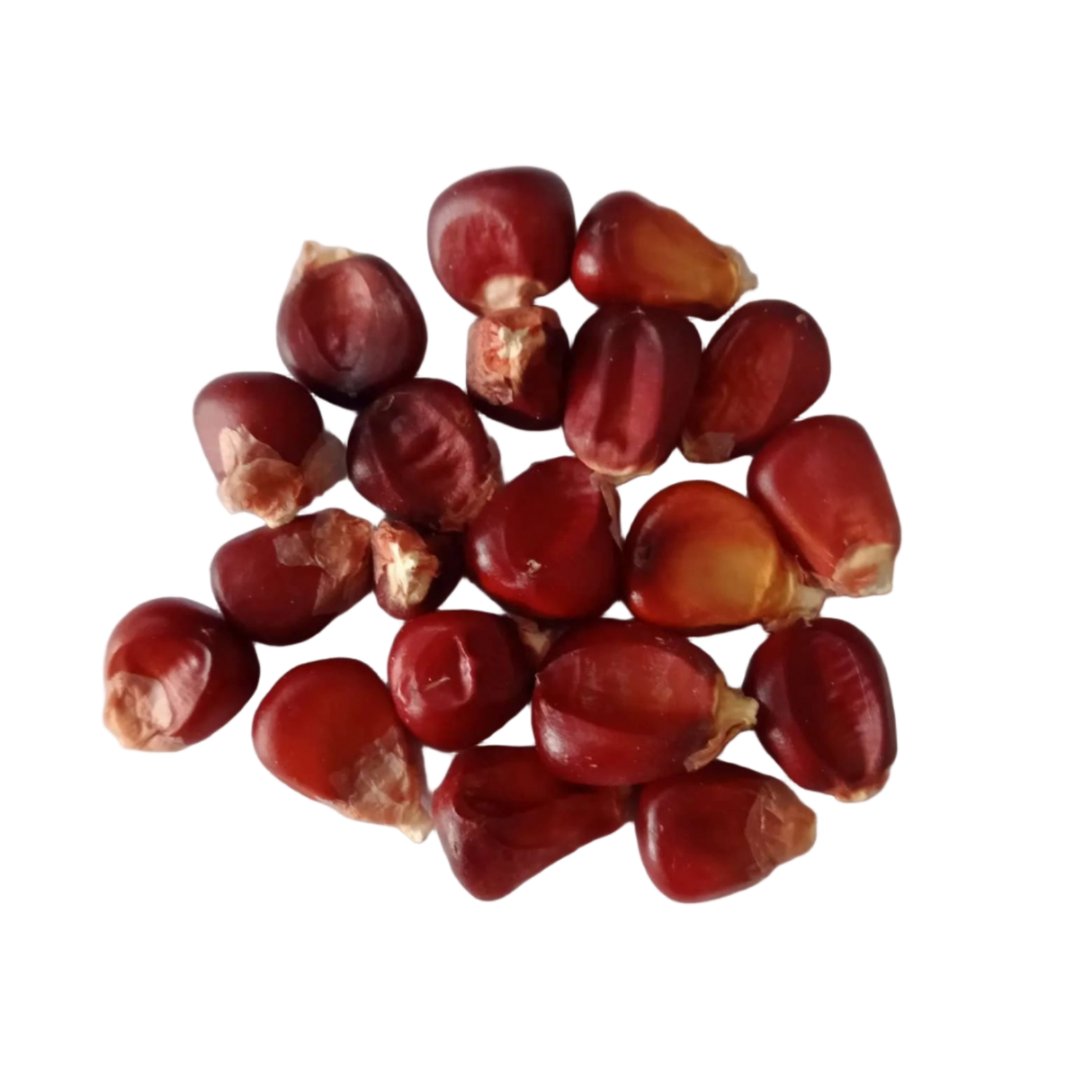 Red Corn Seeds — Organi,  High germination seed pack | Native Indian Organics