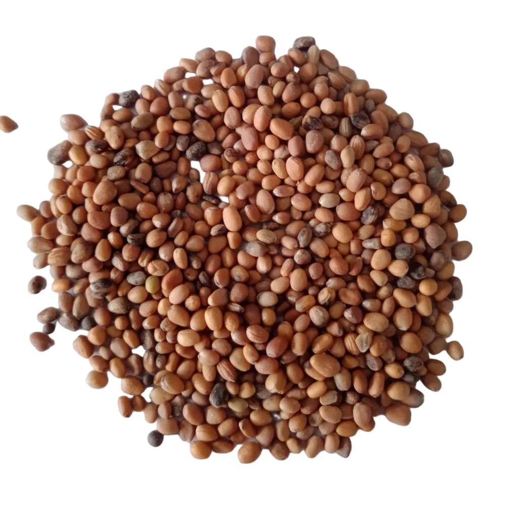 Red Radish Microgreens Seeds - High germination, Organic seed pack | Native Indian Organics