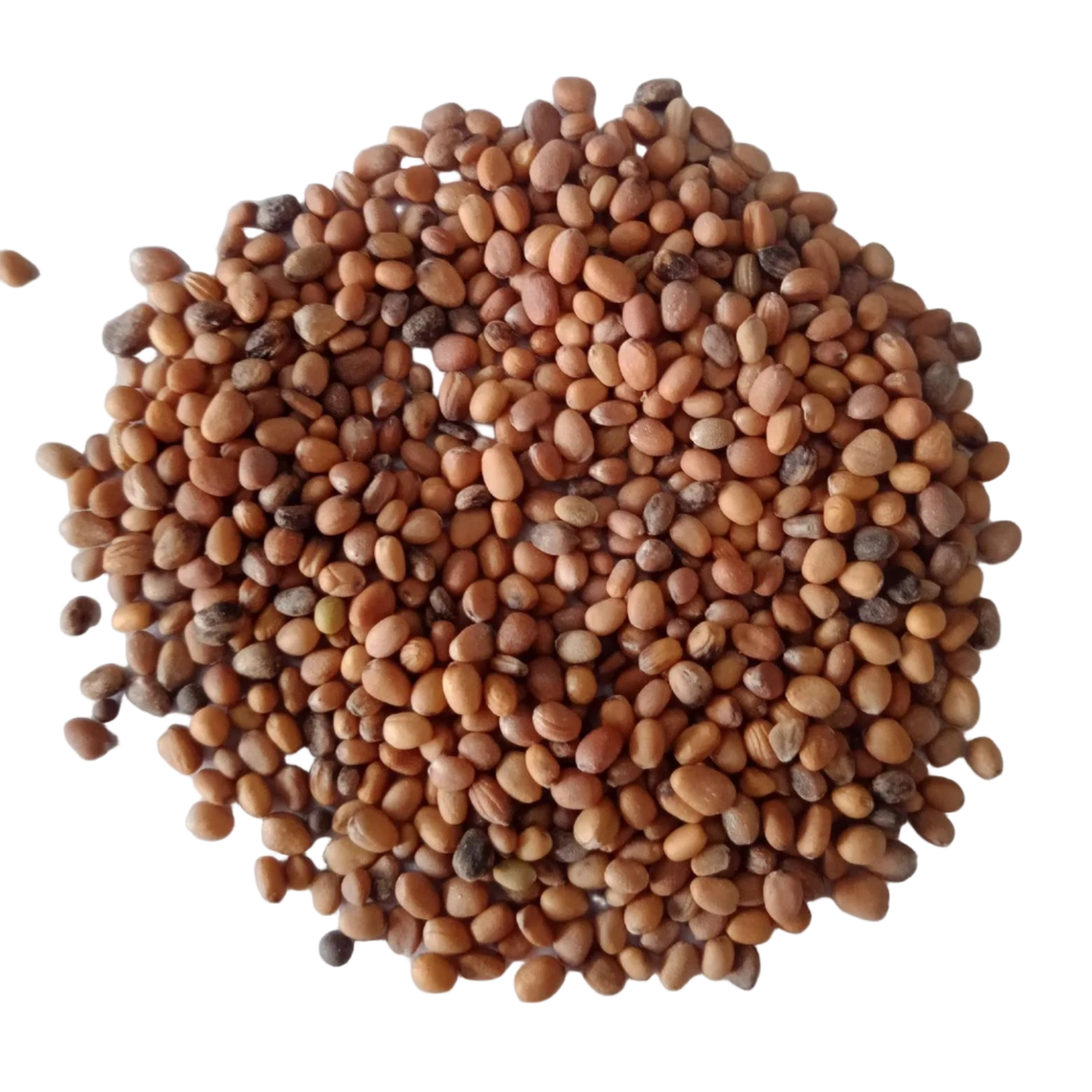 Red Radish Microgreens Seeds - High germination, Organic seed pack | Native Indian Organics