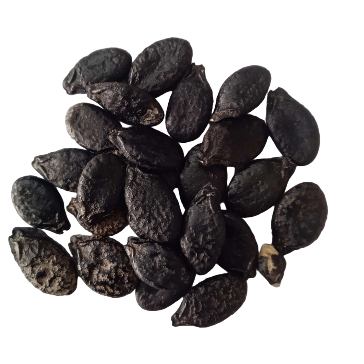 Ridge Gourd Short seeds — Native, Fresh seed pack | Native Indian Organics