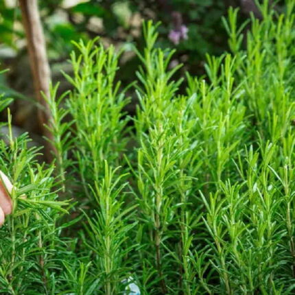 Rosemary seeds — Aromatic, Fast-growing seed pack | Native Indian Organics
