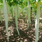 Snake gourd Long seeds — Organic, High germination seed pack | Native Indian Organics