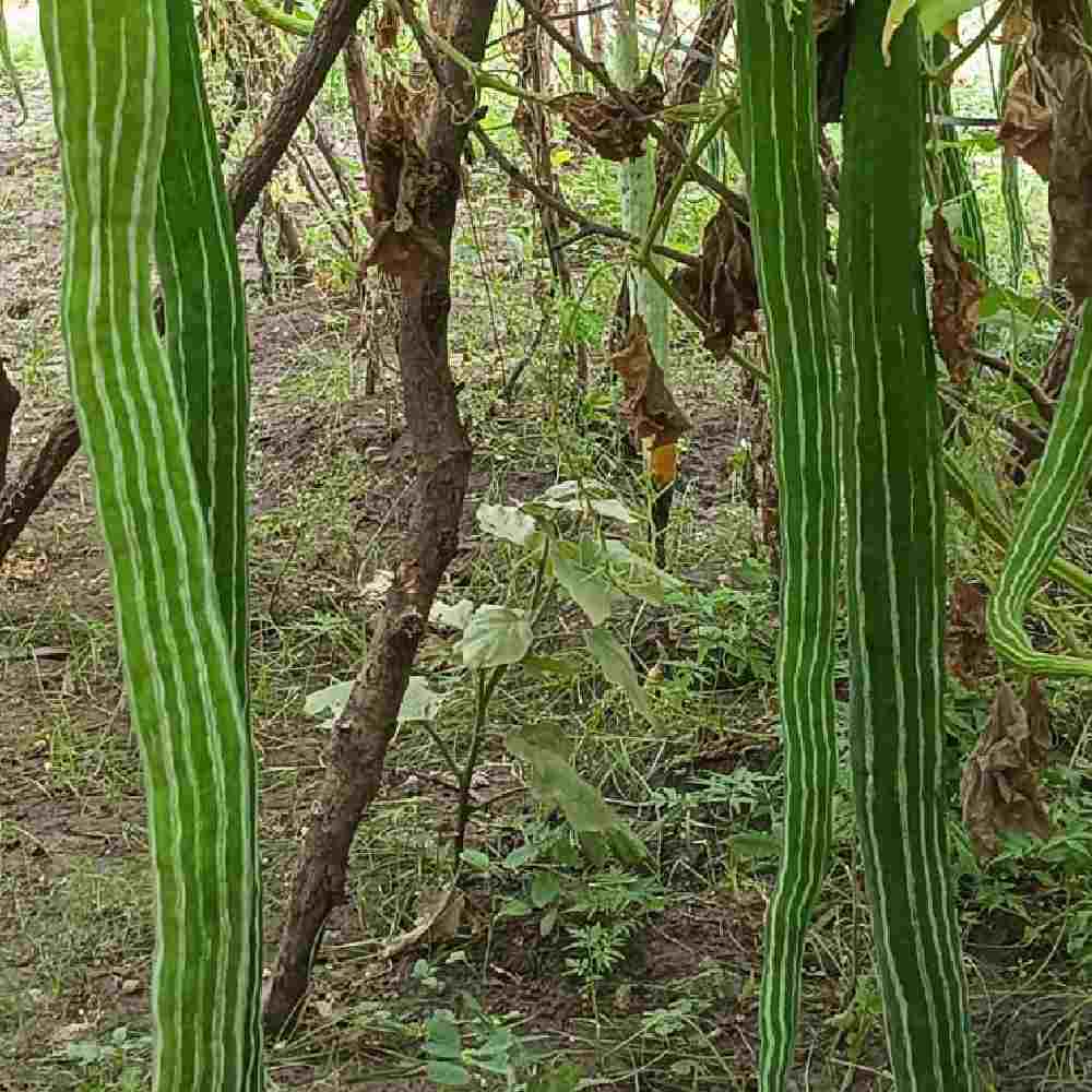 Snake Gourd Green Long Seeds