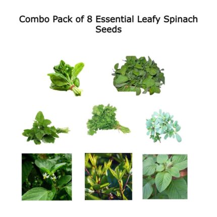 Spinach Seeds Combo Pack of 8 pack of 8 — Native, Aromatic seed pack | Native Indian Organics